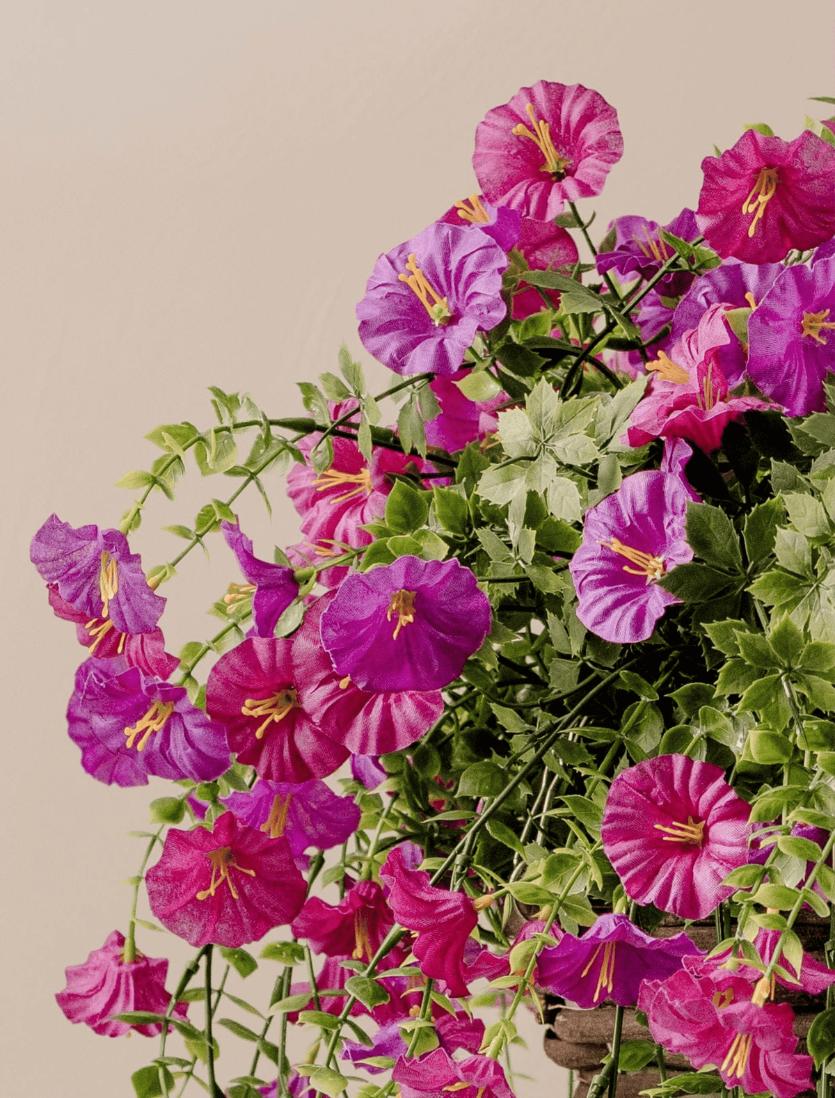 Outdoor Hanging Petunia Basket - Purple
